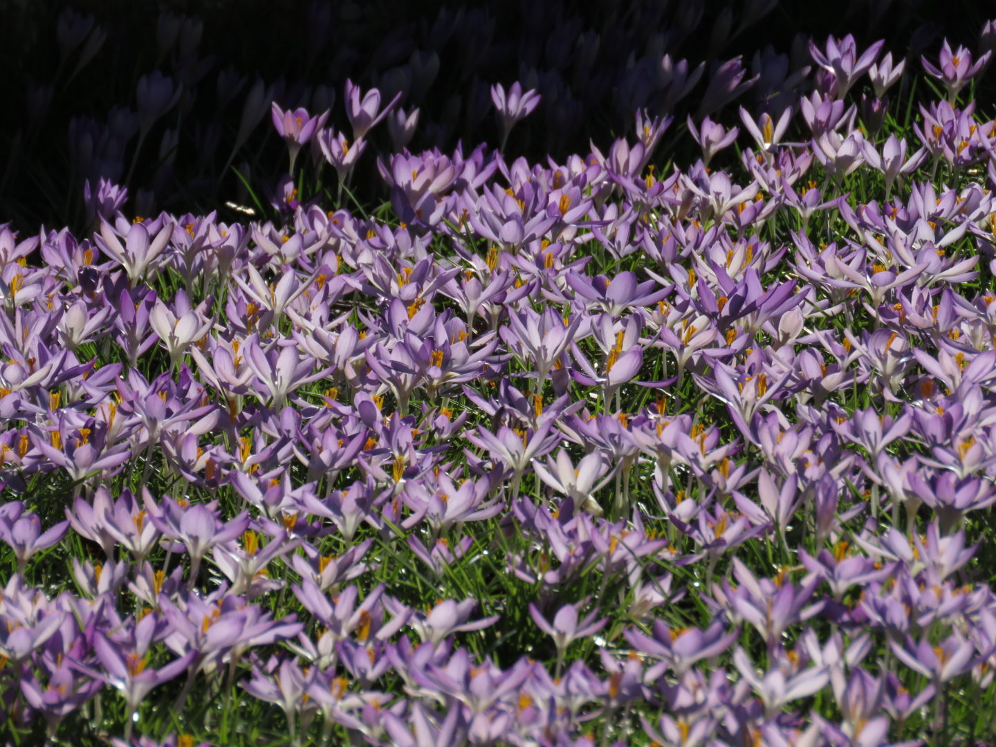 A ROYAL VISIT TO THE COTSWOLDS